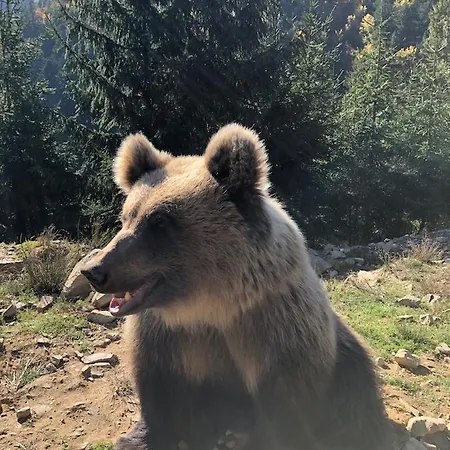 Syniy Vyr Synevyr